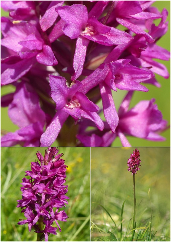 Una giornata a Valparola. Dactylorhiza, Nigritella e grandi montagne!